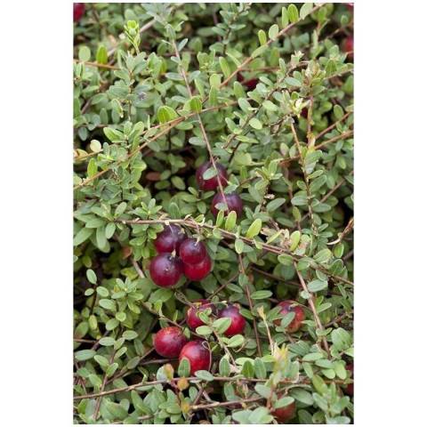 Canneberge 'Crowley'  AB (Cranberry) 1L 
