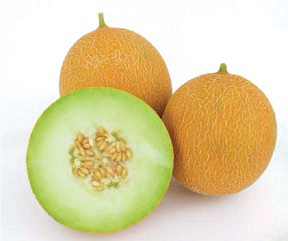 Melon Avara F1' AB 