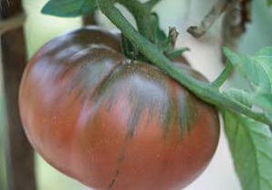 Tomate 'Black from Tula' AB