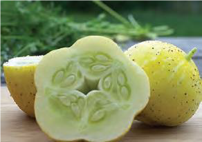 Concombre 'Lemon' AB 