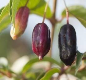 Fuchsia  fruits comestibles 'Regal' AB  2L